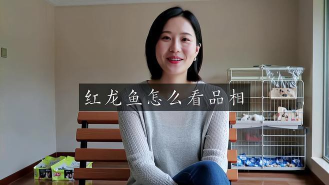 如何區分不同品牌的紅龍魚？，印尼紅龍魚怎么看品相愛寵顧問教你輕松辨別真假紅龍魚