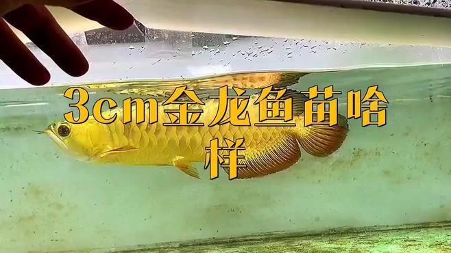 如何判斷金龍魚魚苗的品相？，yuki3cm金龍魚苗啥樣同城薯-生活指南