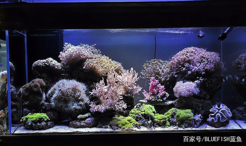 駐馬店魚缸維護，駐馬店地區魚缸維護 駐馬店魚缸維護，駐馬店地區魚缸維護 全國水族館企業名錄 第9張