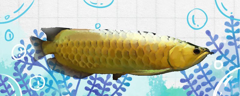 古典過背金龍魚的最佳飼養溫度是多少？，古典過背金龍魚最佳飼養溫度范圍為24至29攝氏度