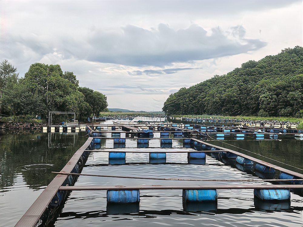 牡丹江魚缸店，牡丹江市魚缸店市場呈現多元化發展態勢