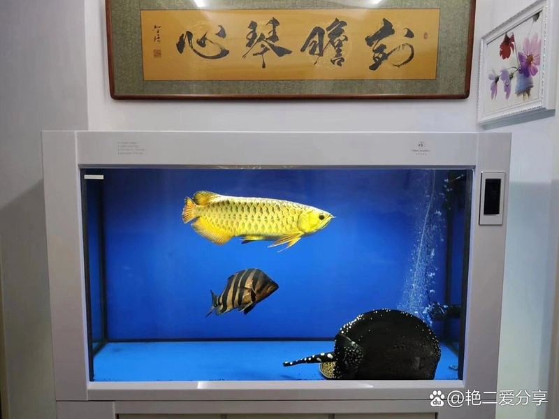 2700K和6700K哪個(gè)更適合紅龍魚(yú)？，2700k與6700k色溫對(duì)紅龍魚(yú)的適配性的探討 2700K和6700K哪個(gè)更適合紅龍魚(yú)？，2700k與6700k色溫對(duì)紅龍魚(yú)的適配性的探討 龍魚(yú)論壇 第5張