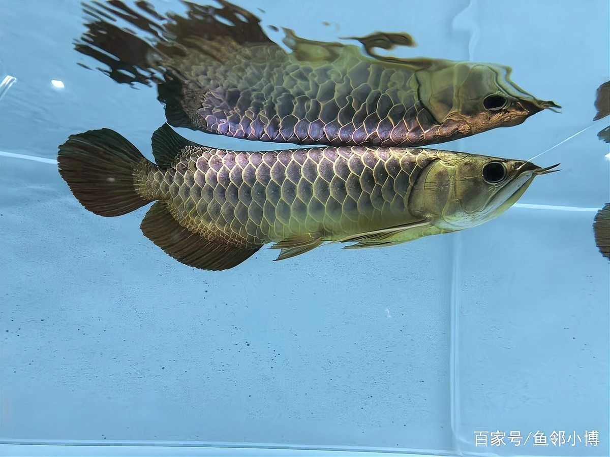 2700K和6700K哪個(gè)更適合紅龍魚(yú)？，2700k與6700k色溫對(duì)紅龍魚(yú)的適配性的探討 2700K和6700K哪個(gè)更適合紅龍魚(yú)？，2700k與6700k色溫對(duì)紅龍魚(yú)的適配性的探討 龍魚(yú)論壇 第8張