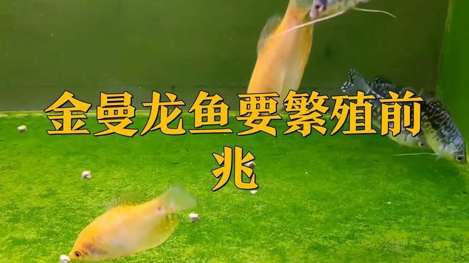 如何判斷龍魚是否進入繁殖期？，判斷龍魚是否進入繁殖期是養殖中的重要環節