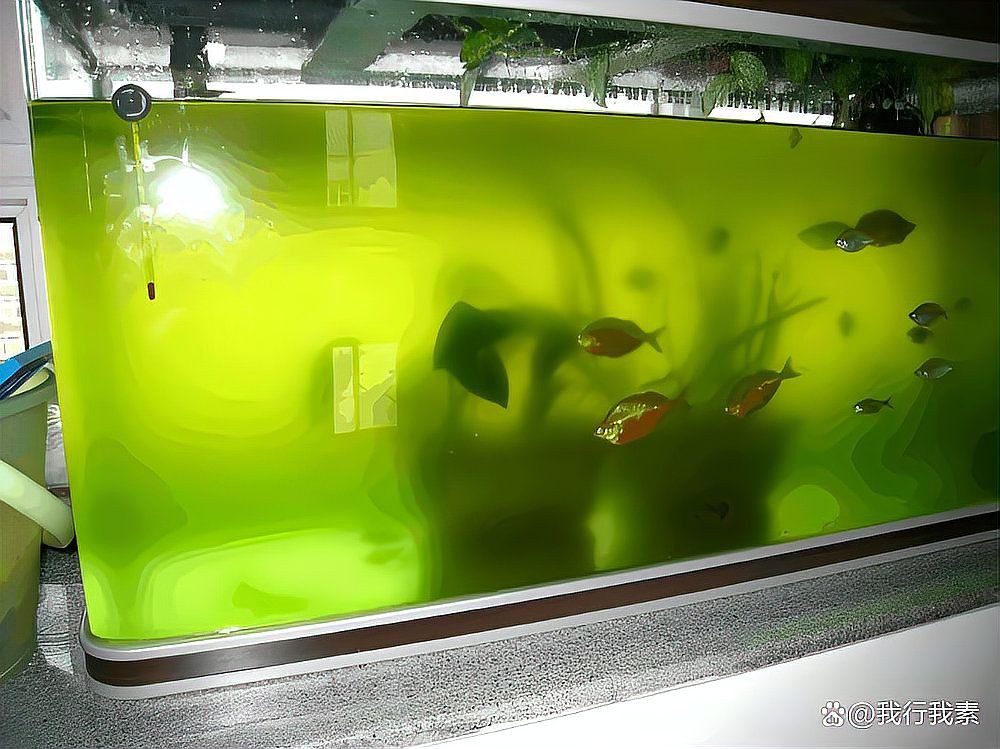 葫蘆島魚缸維護，葫蘆島地區的魚缸維護服務涵蓋清洗、水質管理及設備保養等多方面