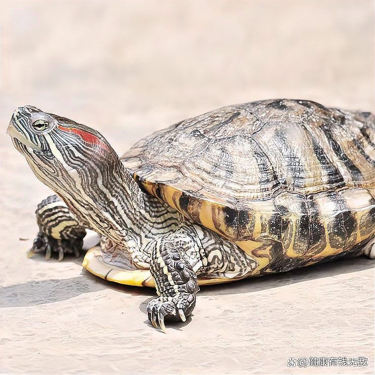 家庭養什么龜最好，《家庭養什么龜最好》家庭養什么龜最好