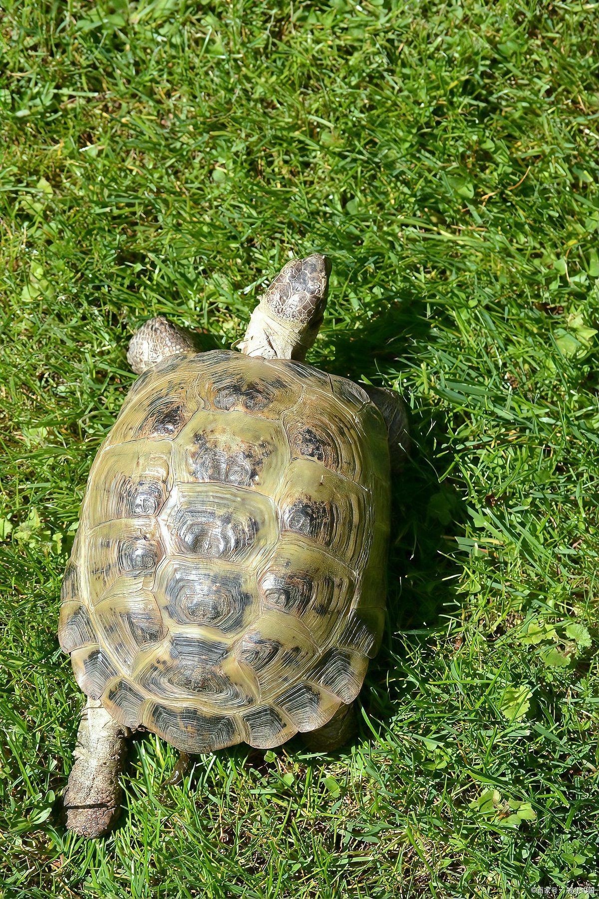 家庭養(yǎng)什么龜最好，《家庭養(yǎng)什么龜最好》家庭養(yǎng)什么龜最好 家庭養(yǎng)什么龜最好，《家庭養(yǎng)什么龜最好》家庭養(yǎng)什么龜最好 全國(guó)水族館企業(yè)名錄 第5張