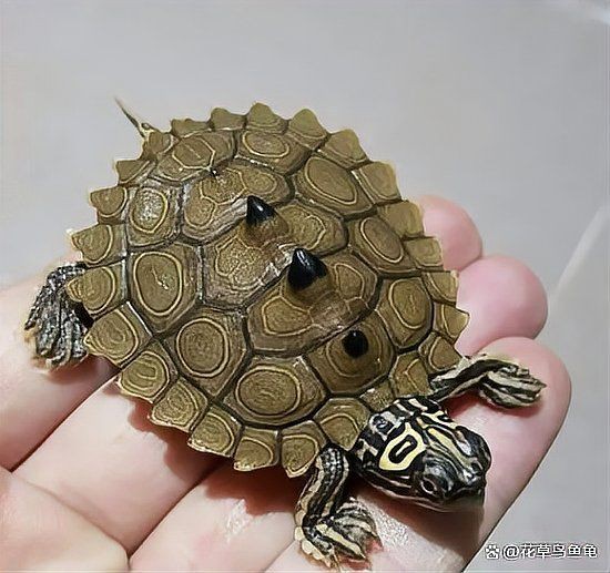 家庭養(yǎng)什么龜最好，《家庭養(yǎng)什么龜最好》家庭養(yǎng)什么龜最好 家庭養(yǎng)什么龜最好，《家庭養(yǎng)什么龜最好》家庭養(yǎng)什么龜最好 全國(guó)水族館企業(yè)名錄 第9張