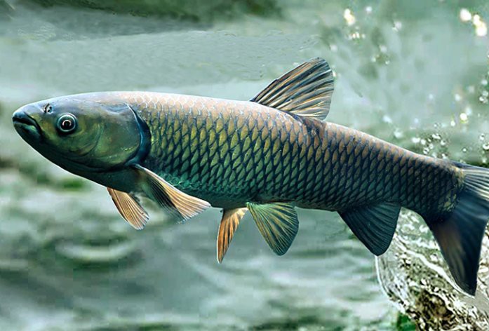 如何判斷龍魚鰓蓋腐爛的嚴(yán)重程度？，如何判斷龍魚的鰓蓋腐爛的嚴(yán)重程度？