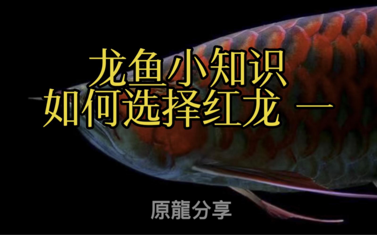 如何選購一條優質的紅龍魚？，如何選購優質的紅龍魚