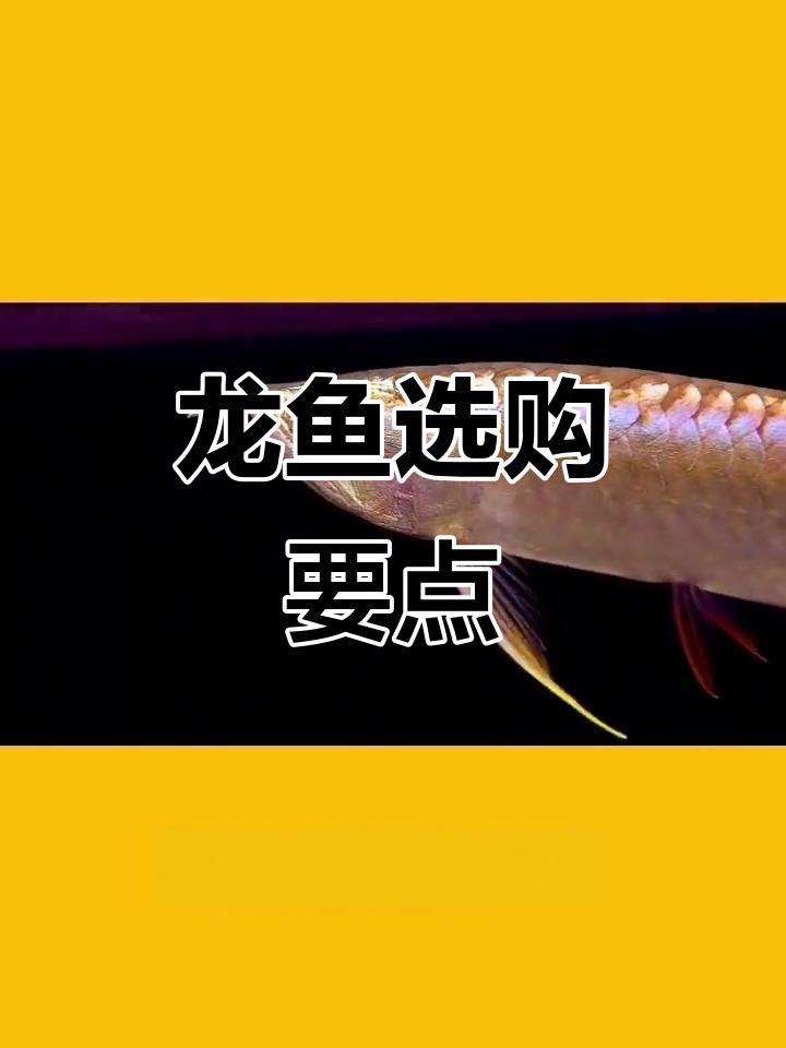 如何選購一條優質的紅龍魚？，如何選購優質的紅龍魚