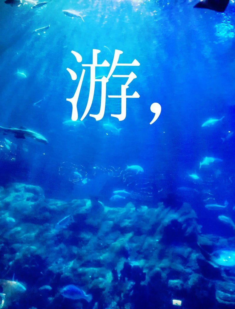 銅川水族店，銅川市擁有多家特色水族店為當地及周邊水族愛好者提供了豐富的選擇