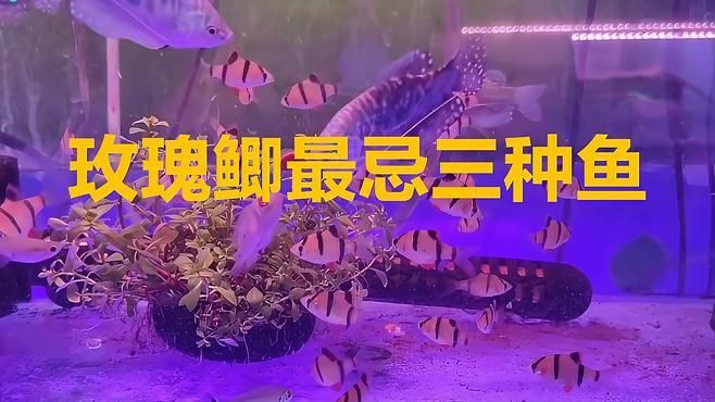 玫瑰鯽混養最忌三種食物，玫瑰鯽混養時需要注意哪些事項？ 玫瑰鯽混養最忌三種食物，玫瑰鯽混養時需要注意哪些事項？ 龍魚百科 第2張