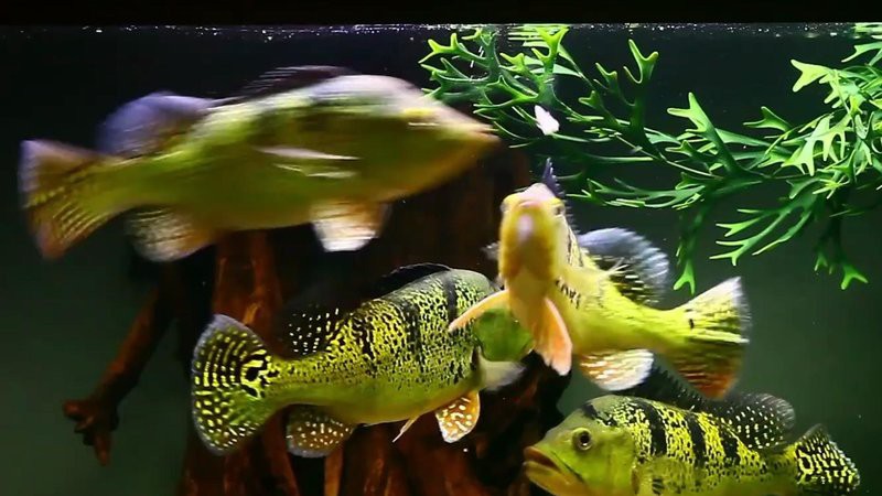什么魚和龍魚一起養合適，適合與龍魚混養的魚有哪些憨八龜萌寵