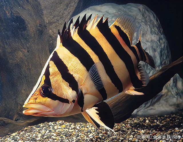 什么魚和龍魚一起養合適，適合與龍魚混養的魚有哪些憨八龜萌寵