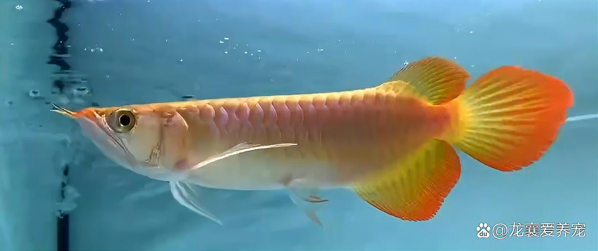 1米2缸養龍魚需要哪些設備，1.2米魚缸養龍魚所需的核心設備及配置建議