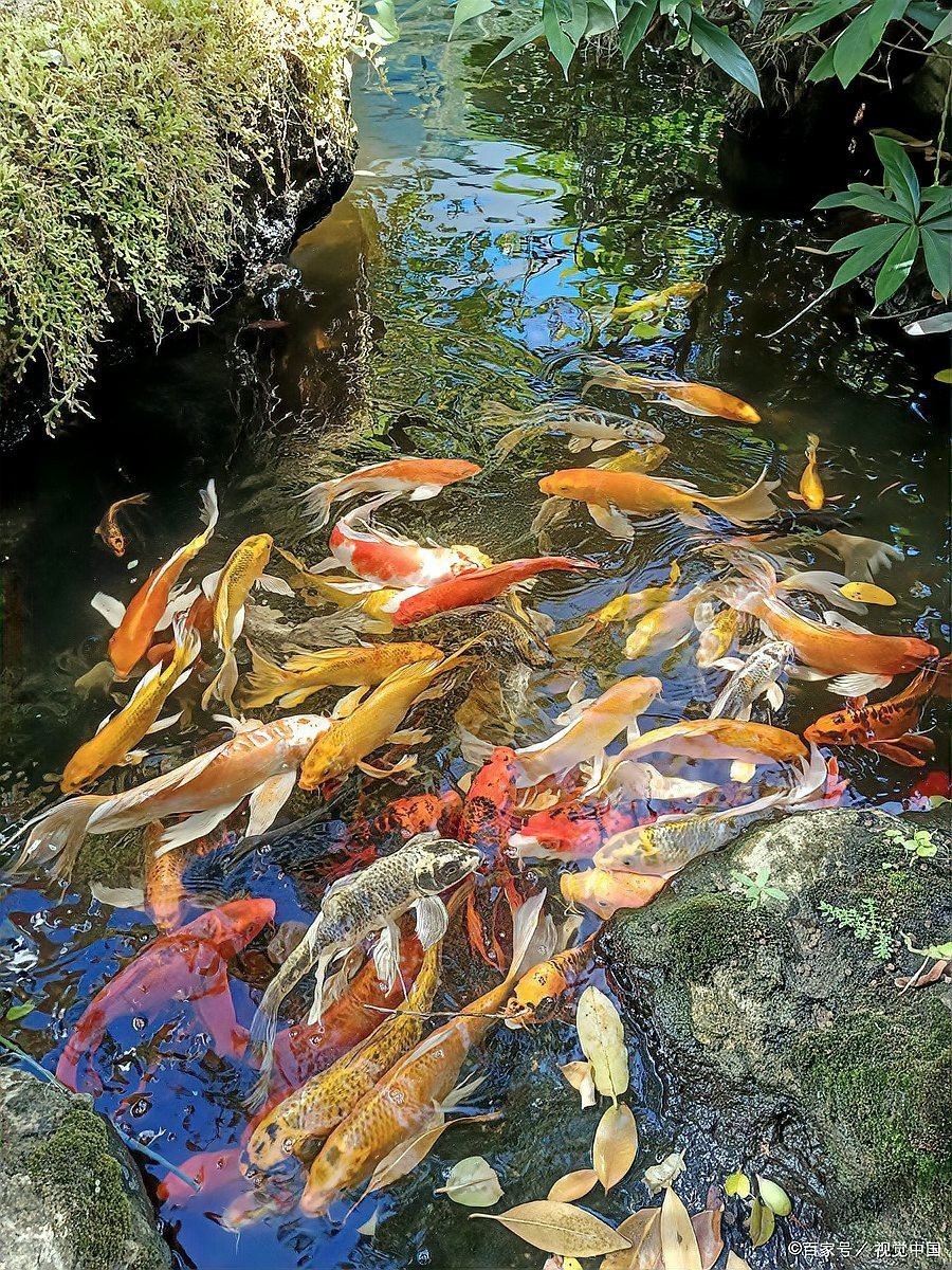 什么人適合養黑色錦鯉，\