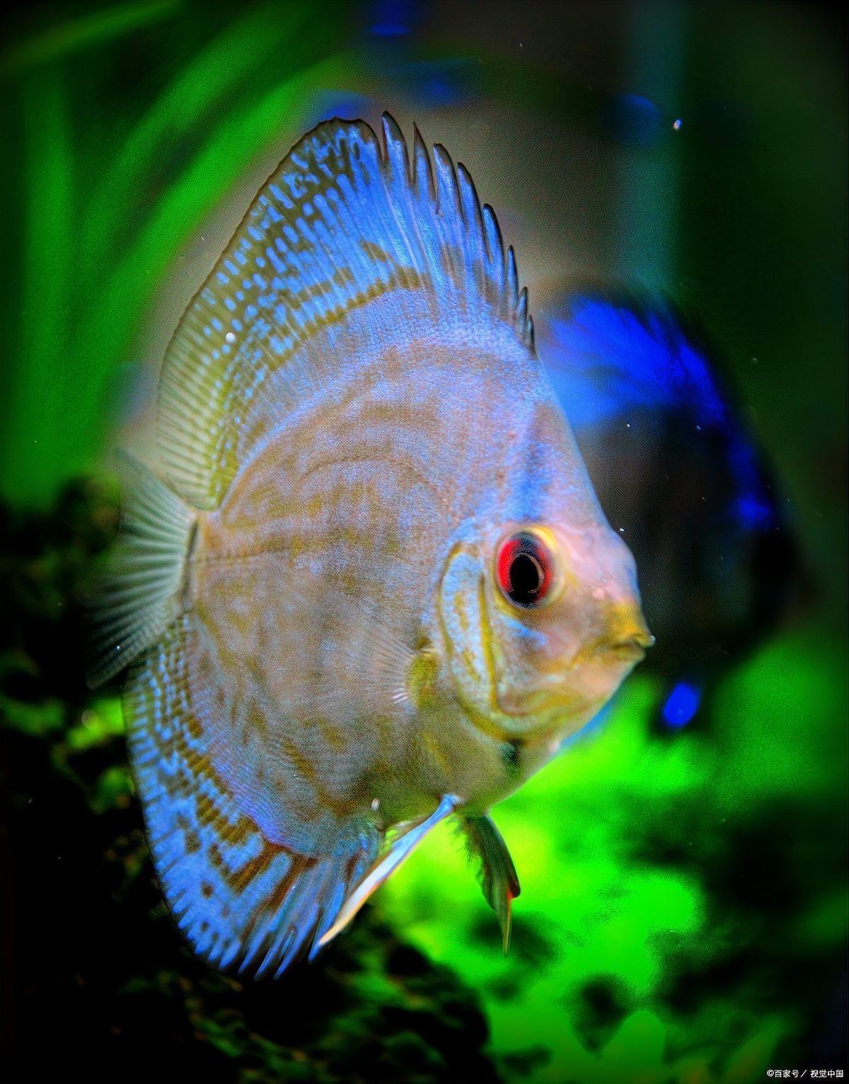 熱帶觀賞魚飼養技巧，《熱帶觀賞魚飼養技巧》