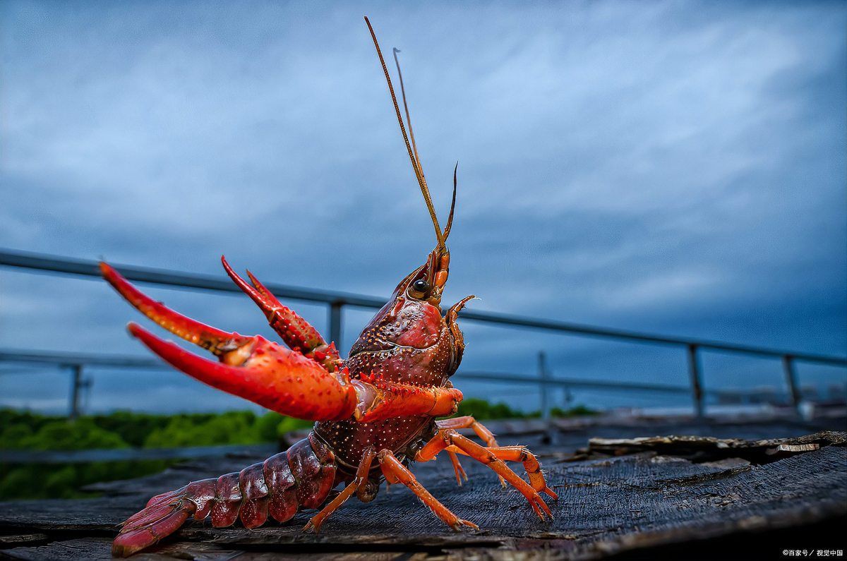 健康水族高鈣飼料配料表，《健康水族高鈣飼料配方設計與營養分析與營養分析》 健康水族高鈣飼料配料表，《健康水族高鈣飼料配方設計與營養分析與營養分析》 全國水族館企業名錄 第2張