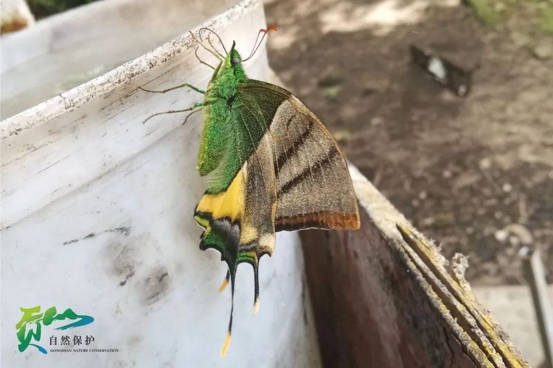 國家二級保護蝴蝶名錄，《國家二級保護蝴蝶名錄》 國家二級保護蝴蝶名錄，《國家二級保護蝴蝶名錄》 全國水族館企業名錄 第7張