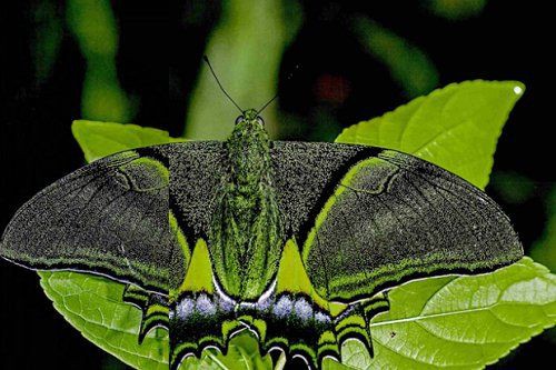 國家二級保護蝴蝶名錄，《國家二級保護蝴蝶名錄》 國家二級保護蝴蝶名錄，《國家二級保護蝴蝶名錄》 全國水族館企業名錄 第3張