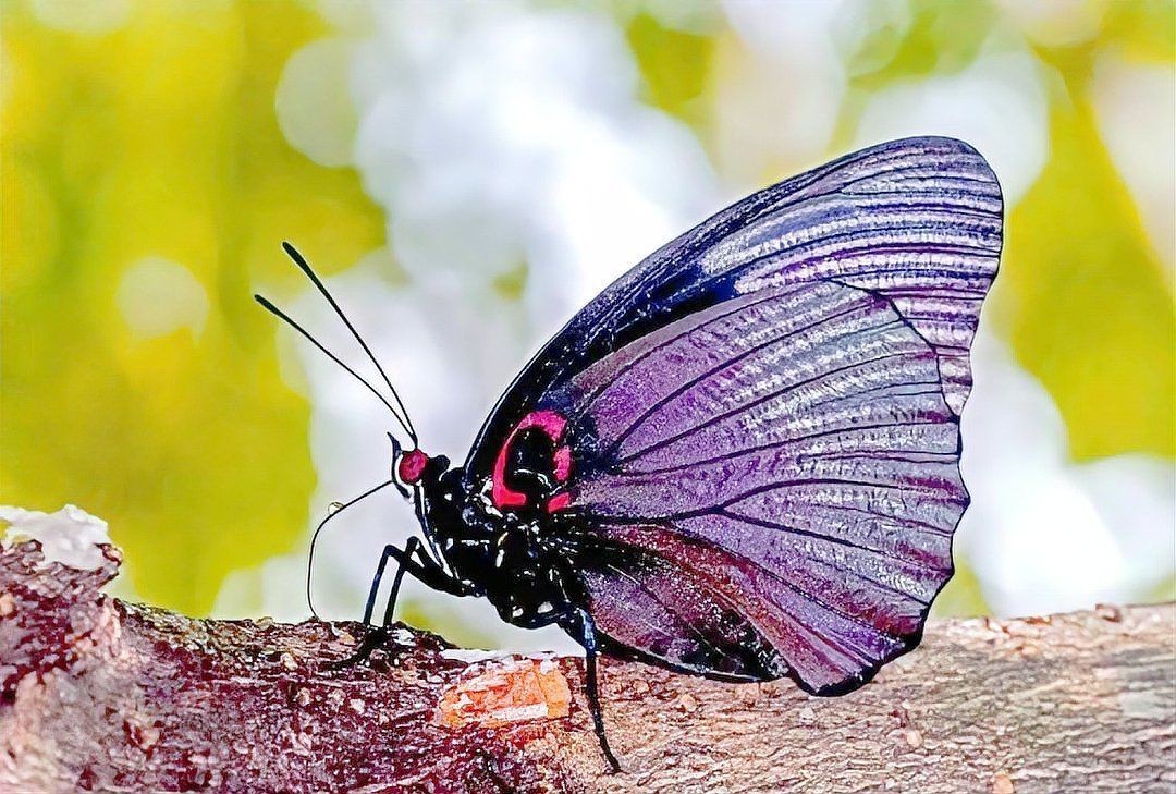 國家二級保護蝴蝶名錄，《國家二級保護蝴蝶名錄》 國家二級保護蝴蝶名錄，《國家二級保護蝴蝶名錄》 全國水族館企業名錄 第5張