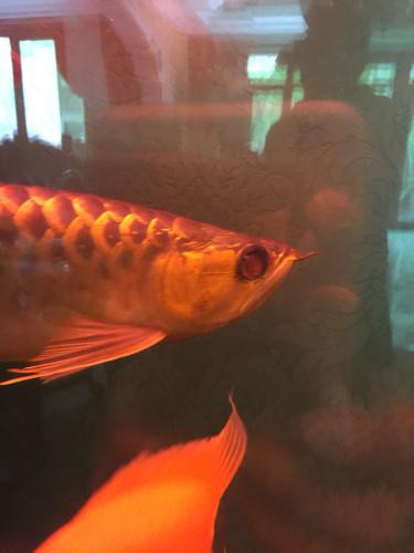 如何判斷龍魚眼睛發紅的嚴重程度？，《如何判斷龍魚眼睛發紅的嚴重程度》龍魚眼睛發紅是怎么回事