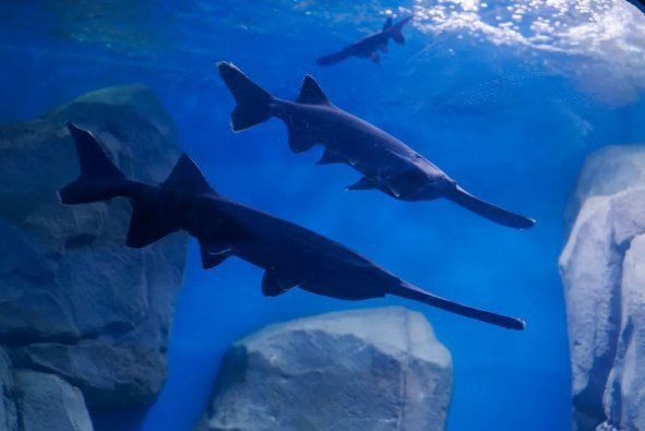 雅安水族館，雅安水族館游玩攻略
