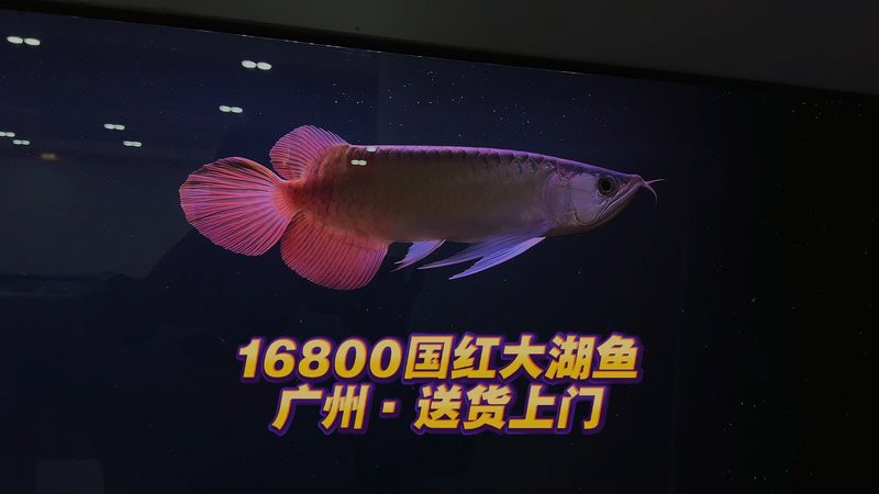 大湖紅龍的市場價(jià)格是多少？，大湖紅龍市場價(jià)格受多種因素影響呈現(xiàn)較大波動(dòng)