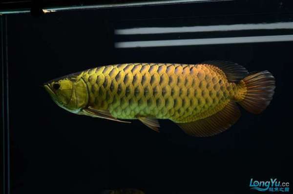 六排全亮的過背金龍價(jià)格是多少？，六排全亮過背金龍魚多少錢一條多少錢一條龍巔興趣 六排全亮的過背金龍價(jià)格是多少？，六排全亮過背金龍魚多少錢一條多少錢一條龍巔興趣 龍魚百科 第1張