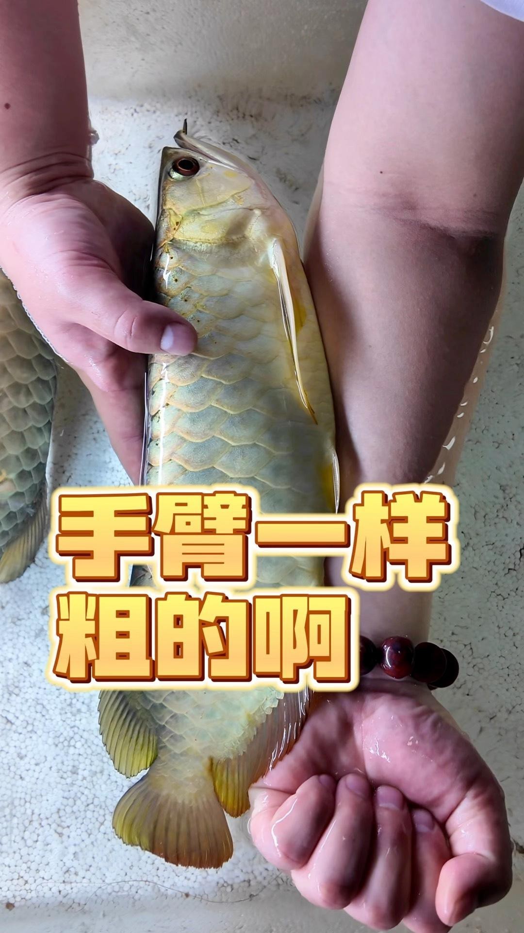 六排全亮的過背金龍價(jià)格是多少？，六排全亮過背金龍魚多少錢一條多少錢一條龍巔興趣 六排全亮的過背金龍價(jià)格是多少？，六排全亮過背金龍魚多少錢一條多少錢一條龍巔興趣 龍魚百科 第4張