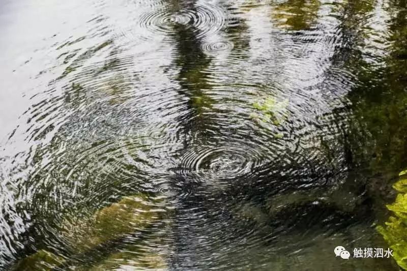 泗水龍魚(yú)最出名三個(gè)地方，哈爾濱泗水龍魚(yú)最出名的三個(gè)地方 泗水龍魚(yú)最出名三個(gè)地方，哈爾濱泗水龍魚(yú)最出名的三個(gè)地方 龍魚(yú)百科 第1張