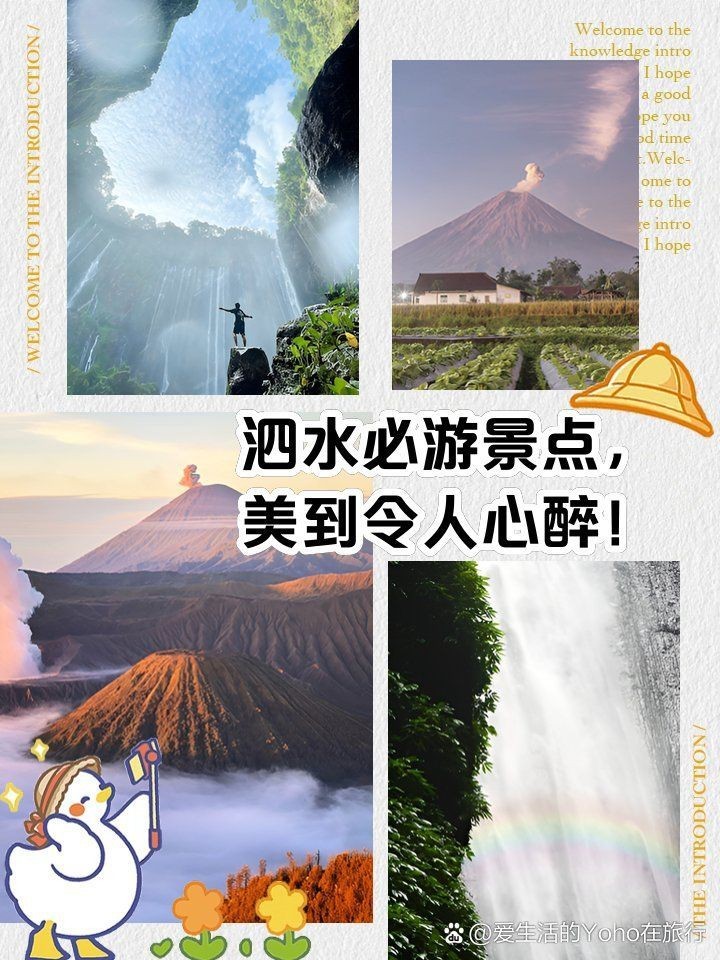 泗水龍魚(yú)最出名三個(gè)地方，哈爾濱泗水龍魚(yú)最出名的三個(gè)地方 泗水龍魚(yú)最出名三個(gè)地方，哈爾濱泗水龍魚(yú)最出名的三個(gè)地方 龍魚(yú)百科 第4張