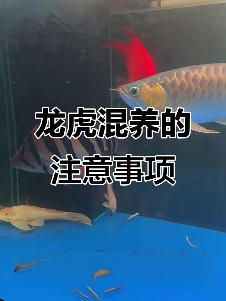 如何判斷龍魚和虎魚是否相處融洽？，判斷龍魚和虎魚是否相處融洽可從多方面觀察活動狀態