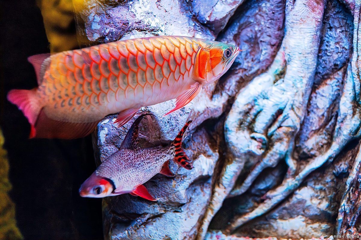 如何判斷龍魚飼料的質量？，《如何判斷龍魚飼料的質量？》