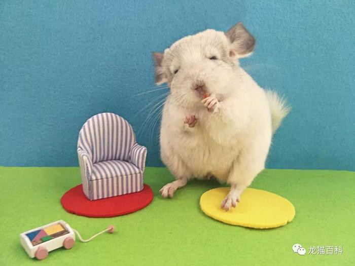 如何引導龍貓主動回籠？，如何引導龍貓主動回籠