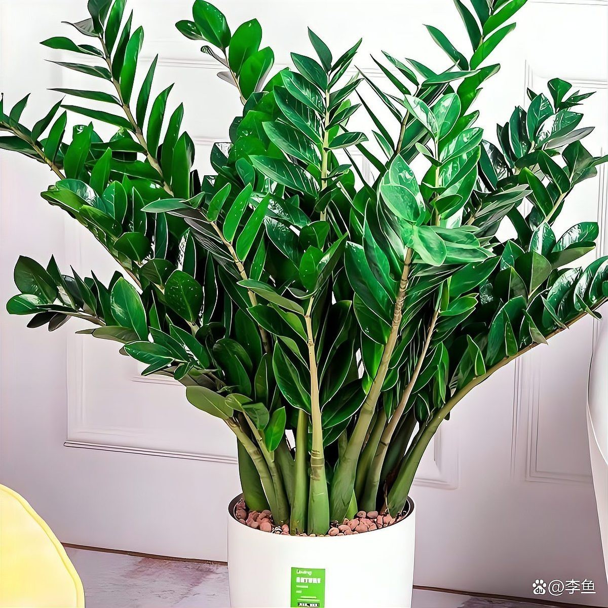 屬龍的人適合養什么植物？，包老師講國學,屬龍人養什么植物好