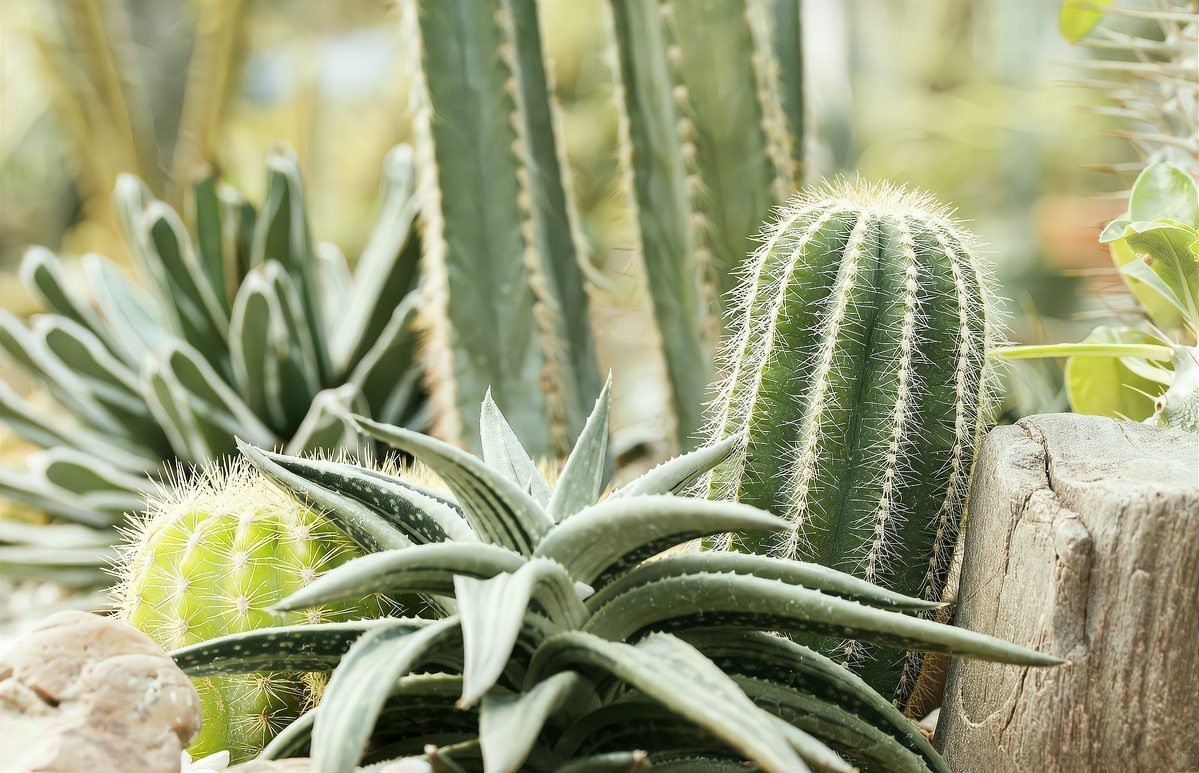 屬龍的人適合養什么植物？，包老師講國學,屬龍人養什么植物好