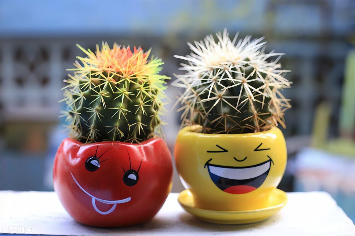 屬龍的人適合養什么植物？，包老師講國學,屬龍人養什么植物好