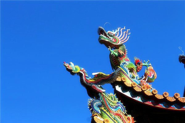 屬龍的人適合養什么植物？，包老師講國學,屬龍人養什么植物好