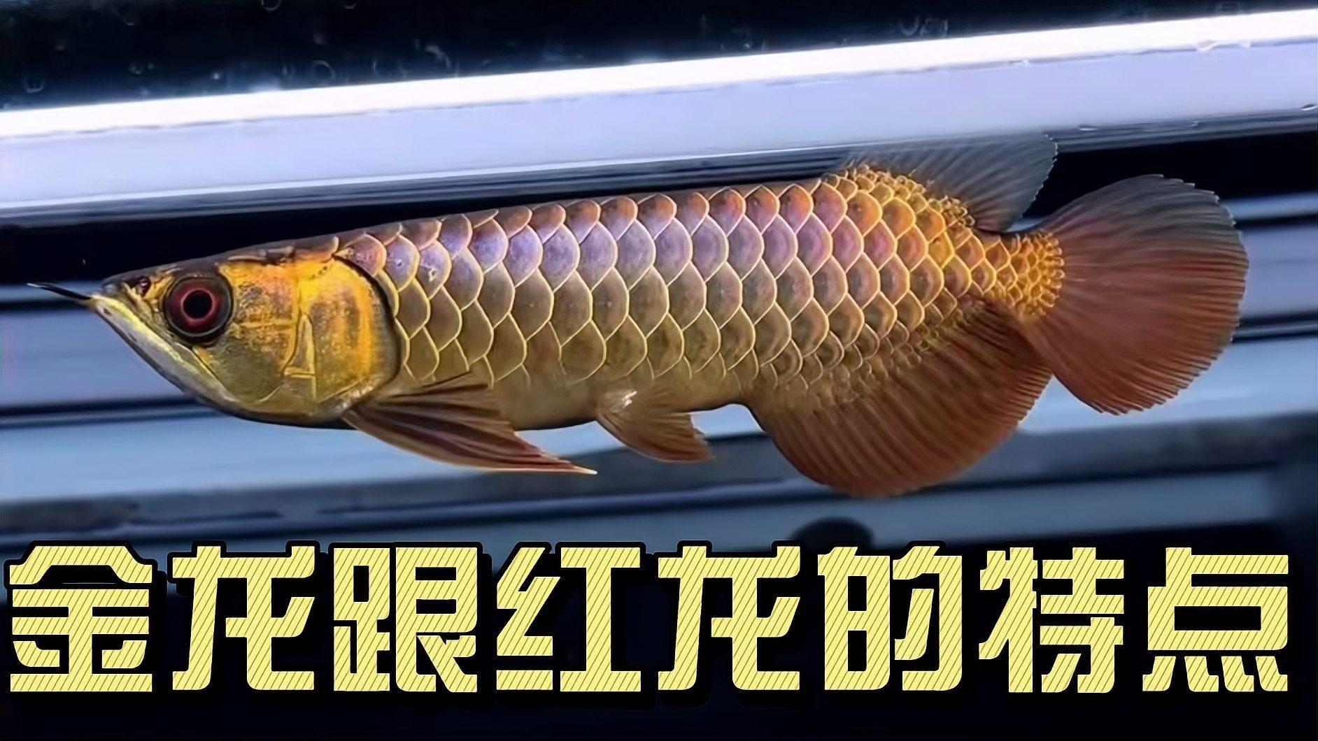 如何辨別紅龍過背金龍魚，《如何辨別紅龍過背金龍魚》