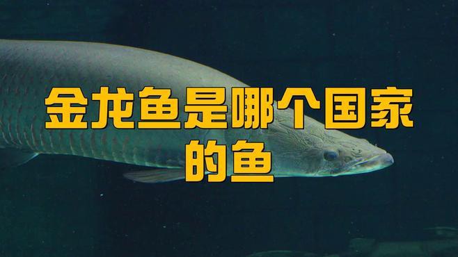 再給我提供一些金龍魚觀賞魚的產地信息，金龍魚產地在哪里