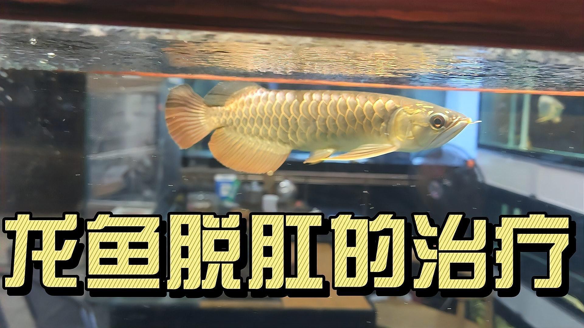 如何改善龍魚的消化功能，新景致水族館李河敏龍魚消化不良引起的脫肛應該怎樣治療分享