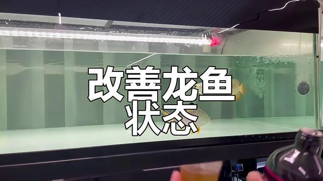 如何改善龍魚的消化功能，新景致水族館李河敏龍魚消化不良引起的脫肛應該怎樣治療分享