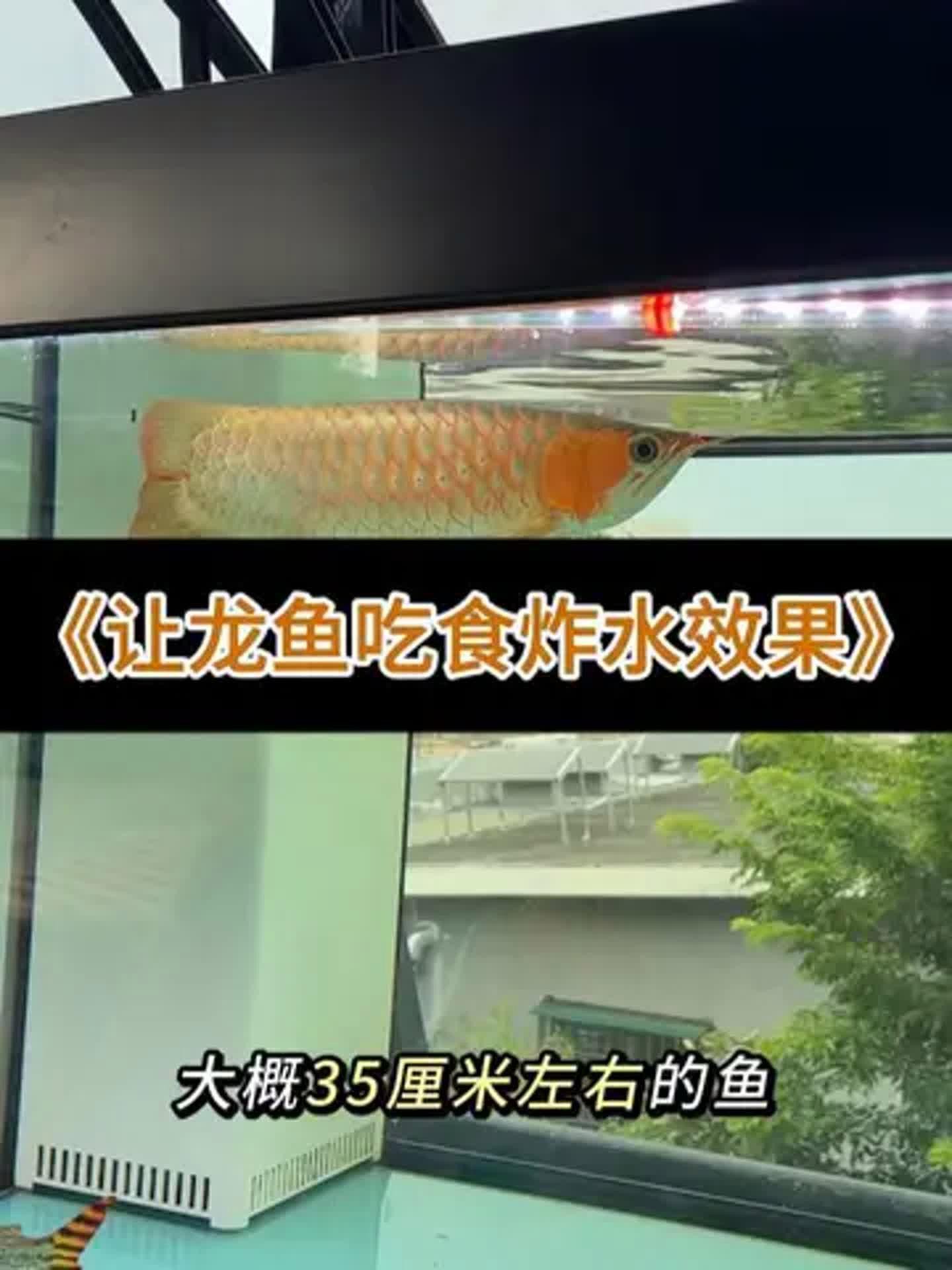 如何改善龍魚的消化功能，新景致水族館李河敏龍魚消化不良引起的脫肛應該怎樣治療分享