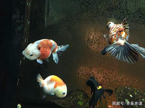 如何判斷龍魚是否得了腸炎？，如何分辨龍魚是否患有腸炎