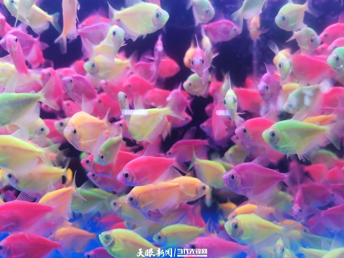 貴港魚缸批發市場，廣西重要的水族用品集散地——貴港魚缸批發市場 貴港魚缸批發市場，廣西重要的水族用品集散地——貴港魚缸批發市場 全國水族館企業名錄 第5張