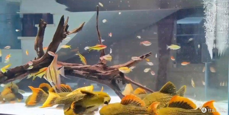 畢節魚缸定做，畢節興義魚缸定做