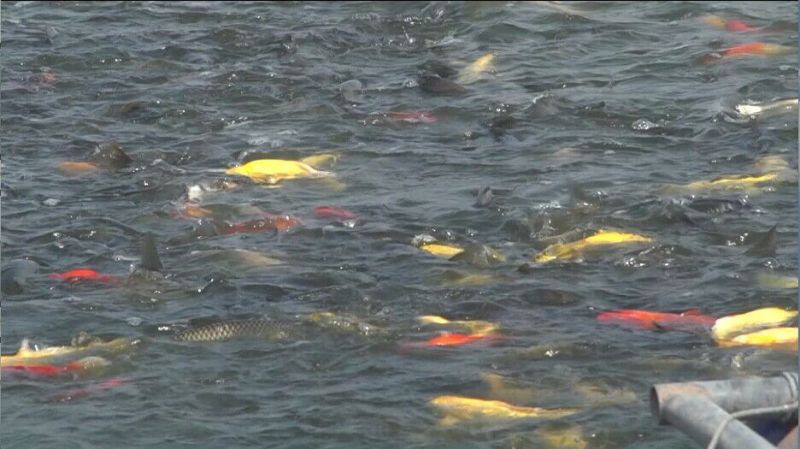 當陽水族店，當陽市哪個水族店口碑最好