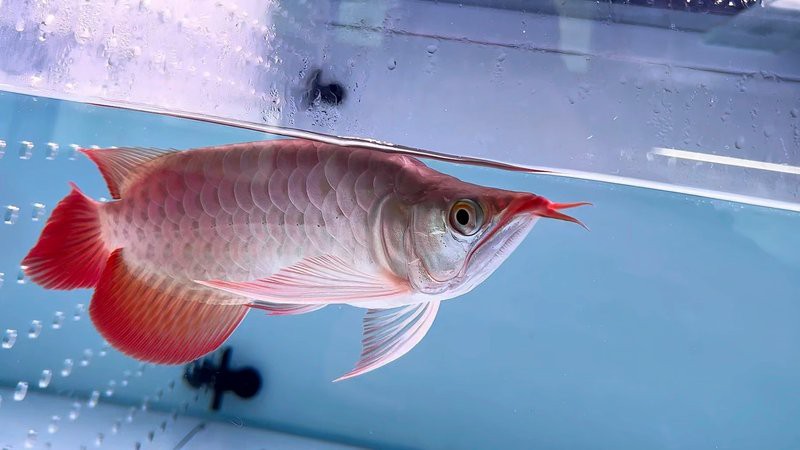 如何判斷短身福龍魚的品相？，判斷短身福龍魚的品相需從多維度綜合評(píng)估體型方面